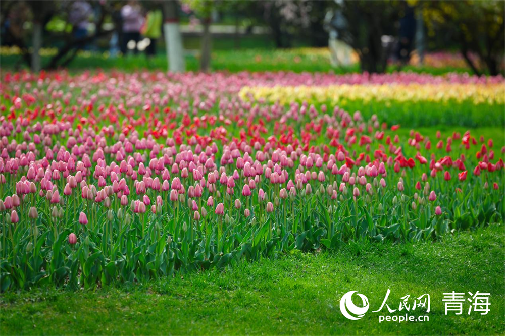 雨后初晴，公園內(nèi)五彩斑斕的郁金香似畫(huà)一般。人民網(wǎng) 馬可欣攝