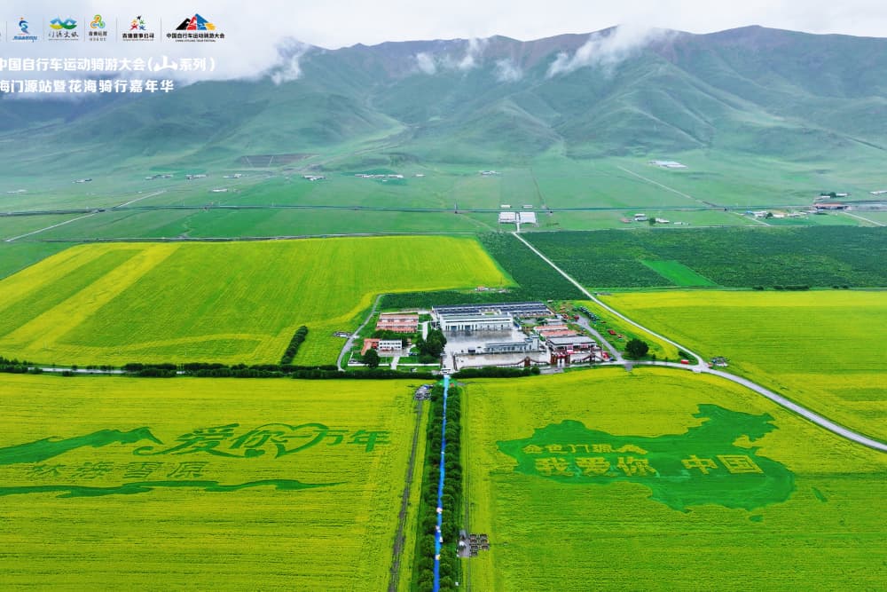 門源油菜花海。組委會(huì)供圖