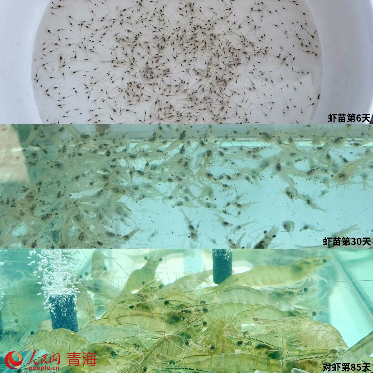 蝦苗生長情況對比。人民網(wǎng) 況玉攝
