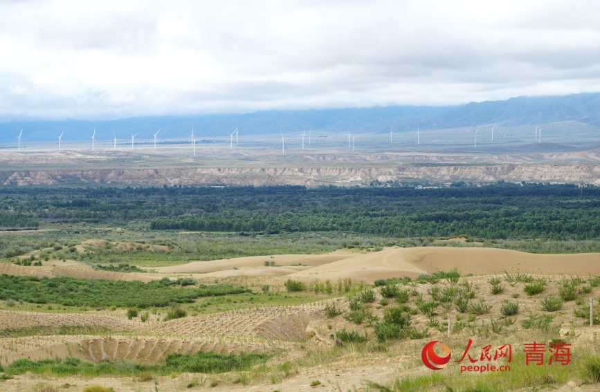 治沙區(qū)復(fù)綠。人民網(wǎng)記者 甘海瓊攝