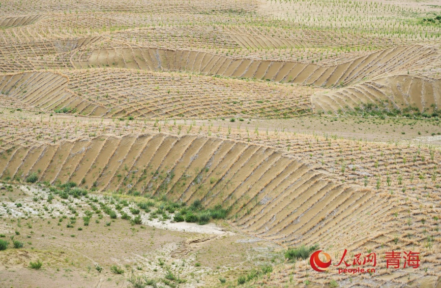 治沙區(qū)。人民網(wǎng)記者 甘海瓊攝