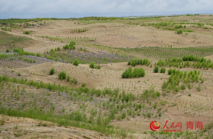治沙區(qū)。人民網(wǎng)記者 甘海瓊攝