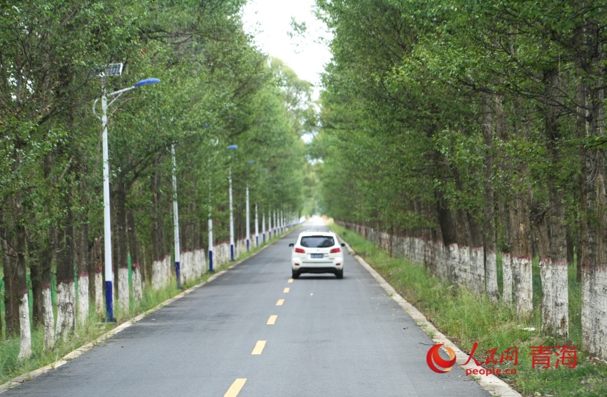 沙珠玉的林蔭路。人民網(wǎng)記者 甘海瓊攝