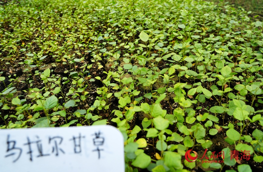 治沙試驗站的沙生植物苗。人民網(wǎng)記者 甘海瓊攝