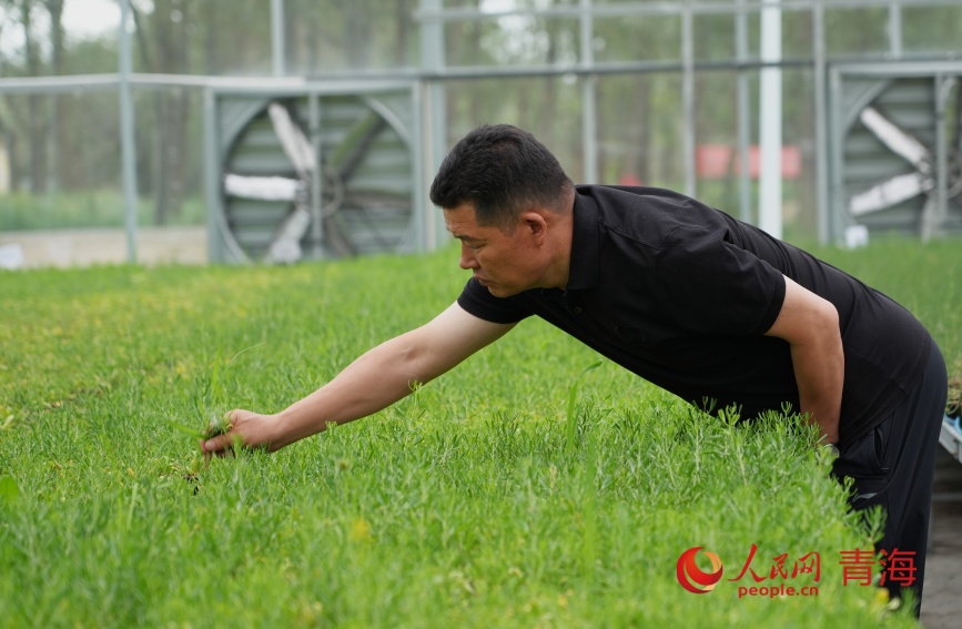 工作人員在打理沙生植物。人民網(wǎng)記者 甘海瓊攝