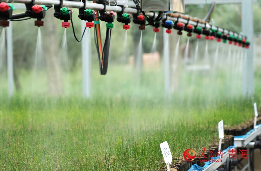 治沙試驗站大棚內(nèi)進(jìn)行沙生植物繁育。人民網(wǎng)記者 甘海瓊攝