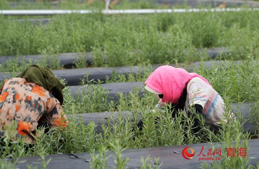 工人在試種的沙生植物苗圃中除草。人民網(wǎng)記者 甘海瓊攝