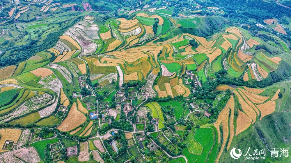 連片麥田化作金色海洋。人民網(wǎng) 況玉攝