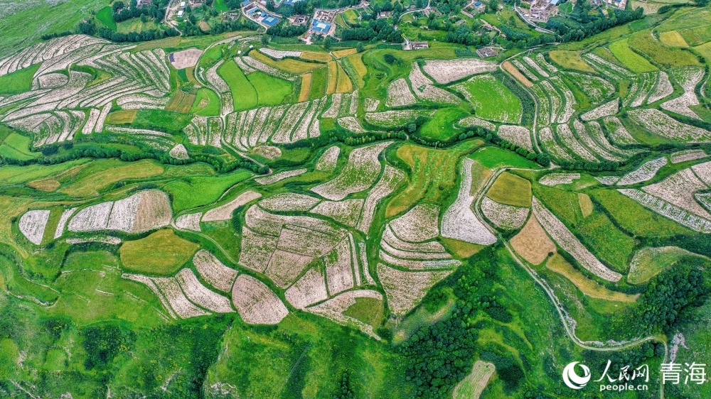 連片麥田化作金色海洋。人民網(wǎng) 況玉攝