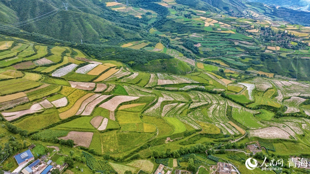 連片麥田化作金色海洋。人民網(wǎng) 況玉攝