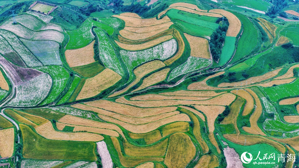 秋景與豐收同框。人民網(wǎng) 況玉攝