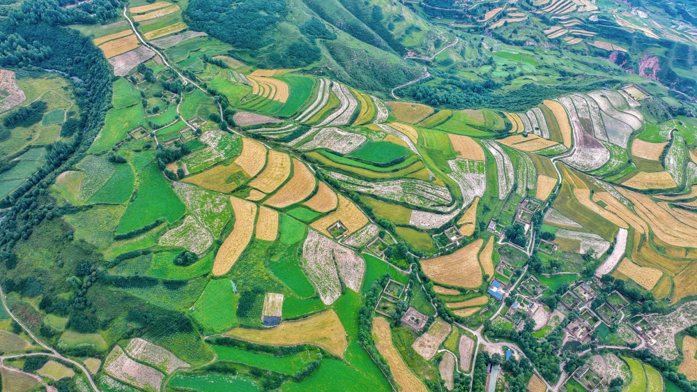 漫山樹木褪去盛夏濃綠。宋忠勇攝