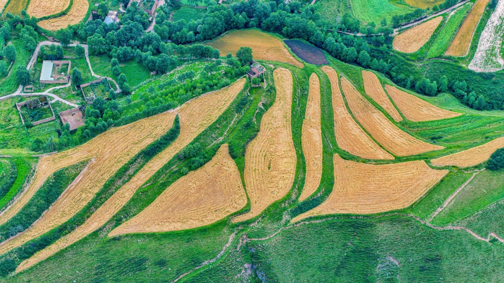 麥田金黃。宋忠勇攝
