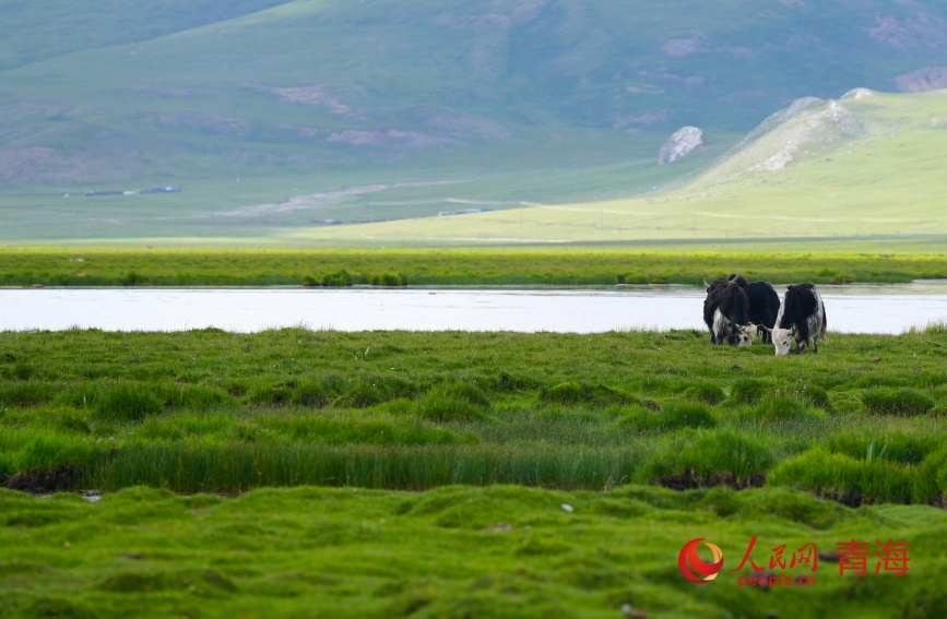 隆寶濕地。人民網記者 甘海瓊攝