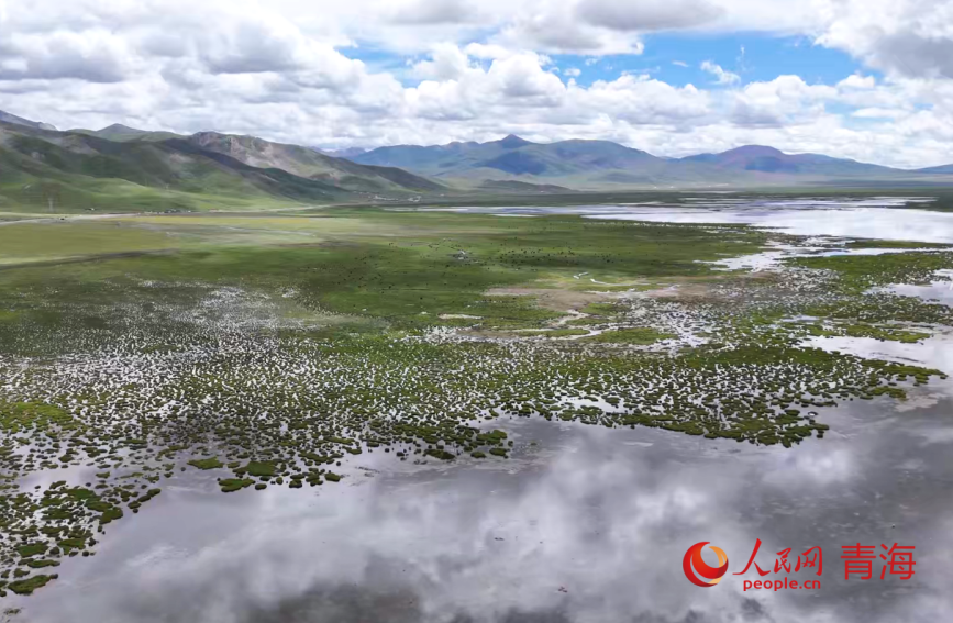 隆寶濕地。人民網(wǎng)記者 劉寧攝