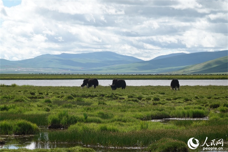 隆寶濕地內(nèi)景色。人民網(wǎng)記者 曹欣悅攝