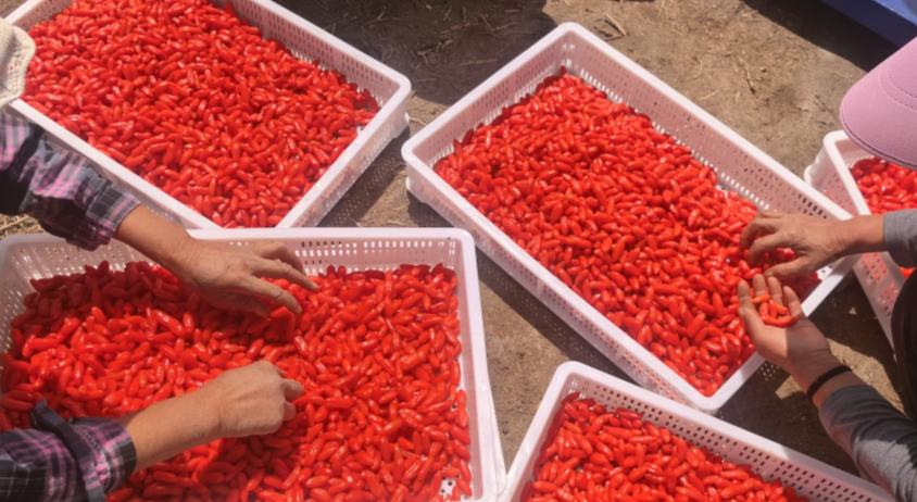 從戈壁珍品到富民引擎