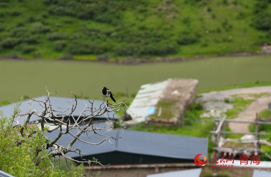 尕爾大峽谷巴麥村風(fēng)光。人民網(wǎng)記者 甘海瓊攝