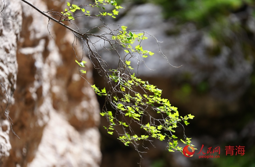 尕爾大峽谷風(fēng)光。人民網(wǎng)記者 甘海瓊攝 