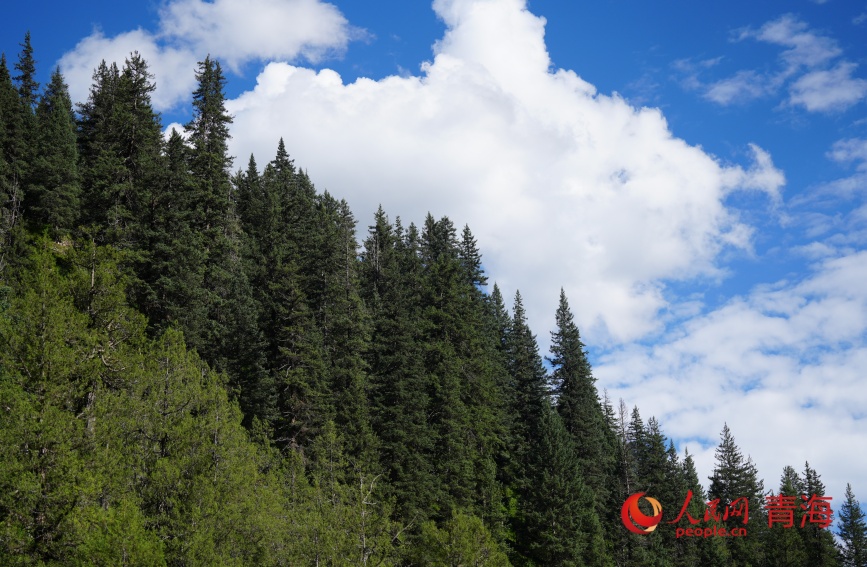 峽谷內(nèi)的原始森林。人民網(wǎng)記者 甘海瓊攝