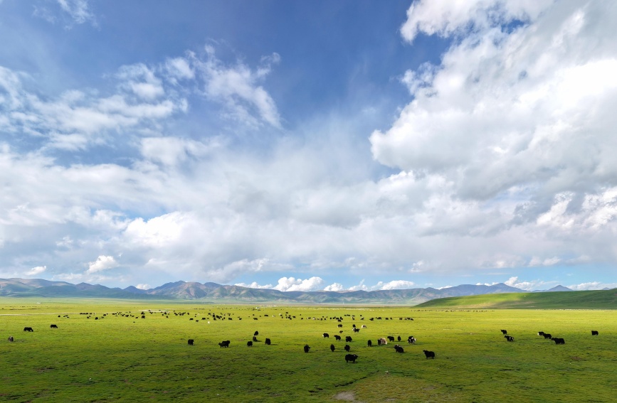 祁連山草原。安雪姣攝