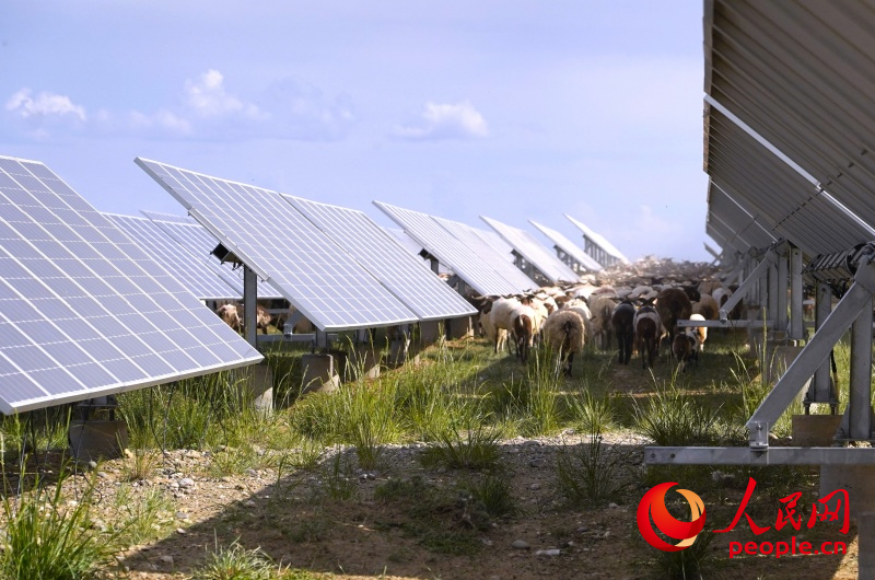 塔拉灘上光伏板下光伏羊。人民網(wǎng)記者 甘海瓊攝