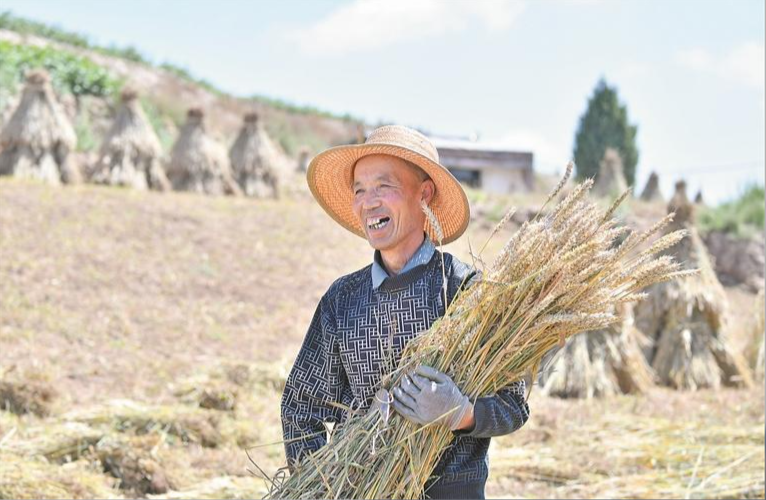 懷抱麥稈 豐收在望