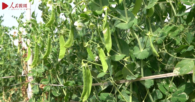 金秋好“豐”景 湟源荷蘭豆采收忙