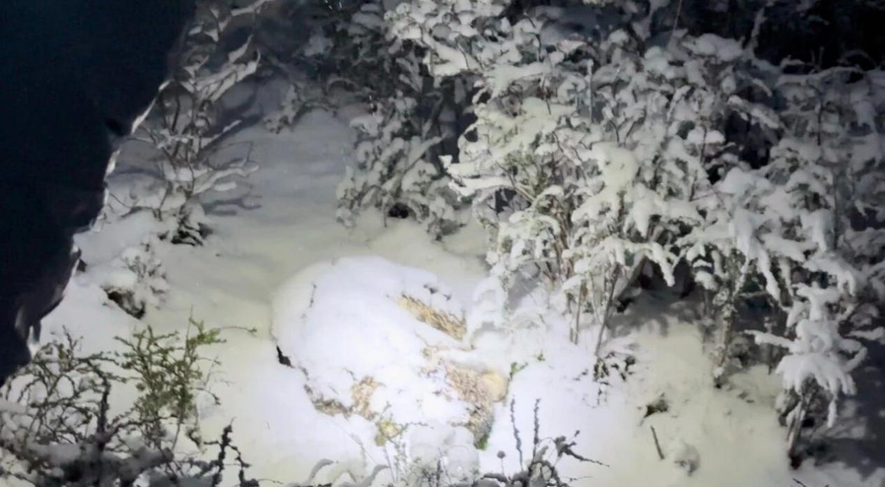 被發(fā)現(xiàn)時(shí)的“凌小芒”。久治縣自然資源和林業(yè)草原局供圖