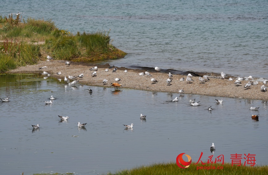 水鳥棲息青海湖畔。人民網(wǎng)記者 甘海瓊攝