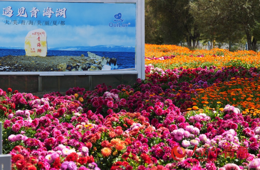 青海湖畔花盛開。人民網(wǎng)記者 甘海瓊攝