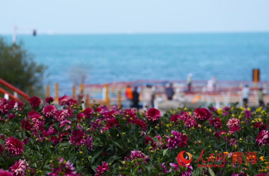 青海湖畔花盛開。人民網(wǎng)記者 甘海瓊攝