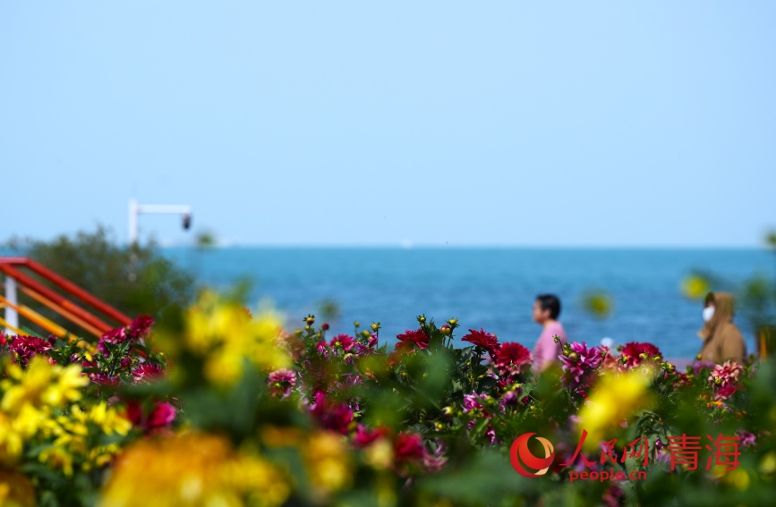 青海湖畔花盛開。人民網(wǎng)記者 甘海瓊攝