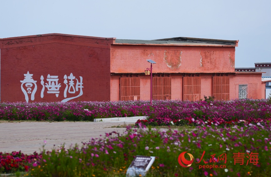 青海湖畔花盛開。人民網(wǎng)記者 甘海瓊攝