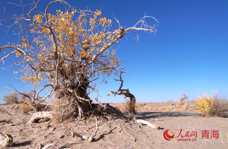 大漠胡楊。人民網記者 甘海瓊攝