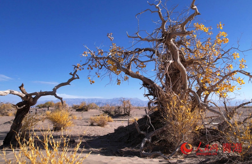 大漠胡楊秋光。人民網記者 甘海瓊攝
