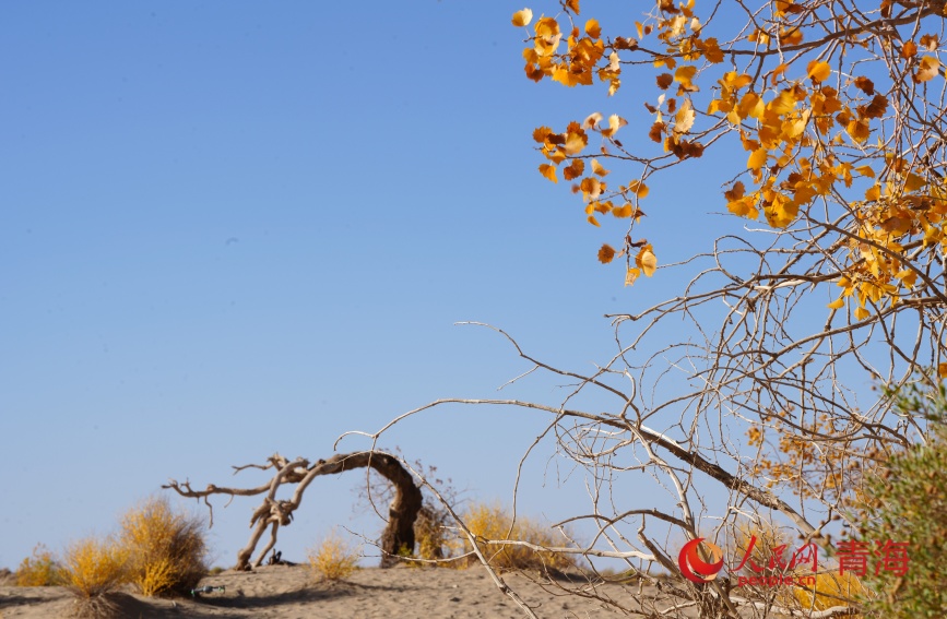 格爾木胡楊林。人民網記者 甘海瓊攝