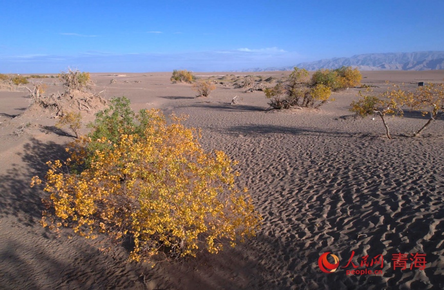格爾木胡楊林迎來最佳觀賞期。人民網記者 甘海瓊攝