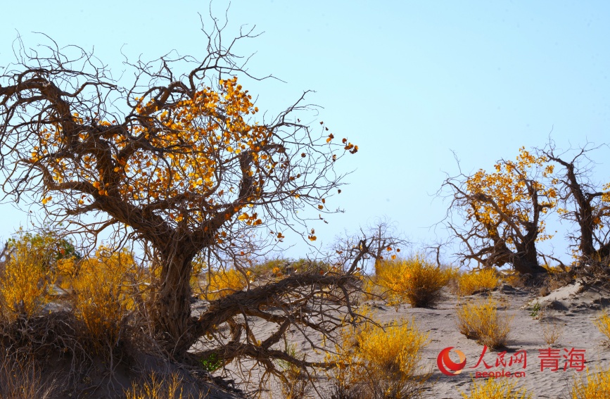 胡楊林秋光。人民網記者 甘海瓊攝