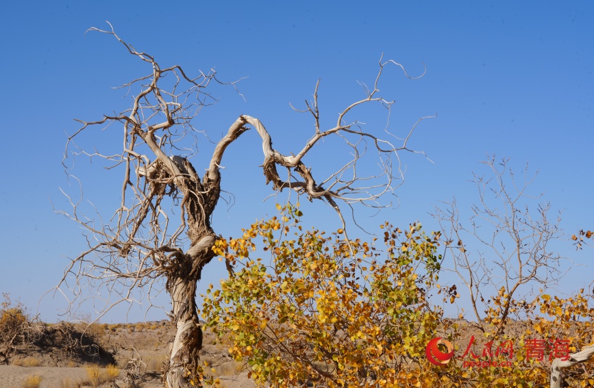 胡楊樹。人民網記者 甘海瓊攝