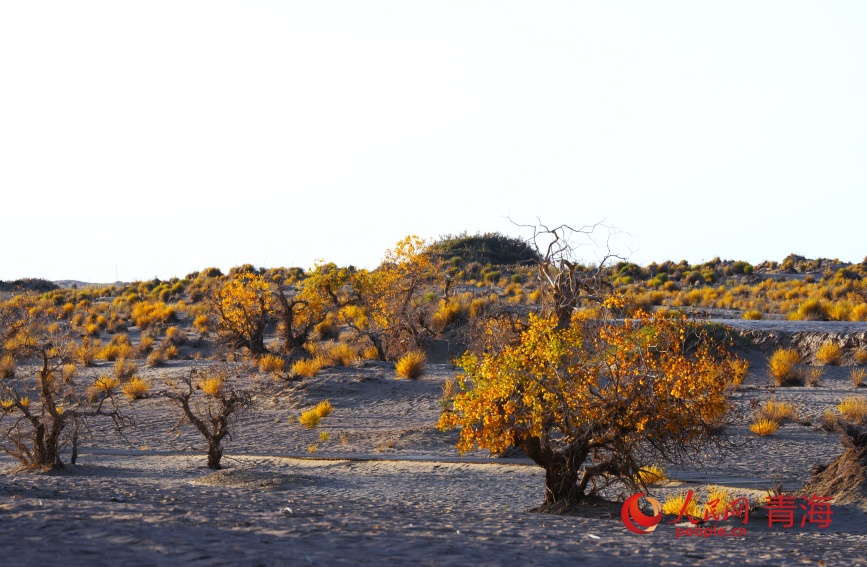 夕陽下的胡楊林。人民網記者 甘海瓊攝