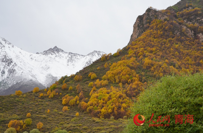 群加秋色。人民網(wǎng)記者 甘海瓊攝