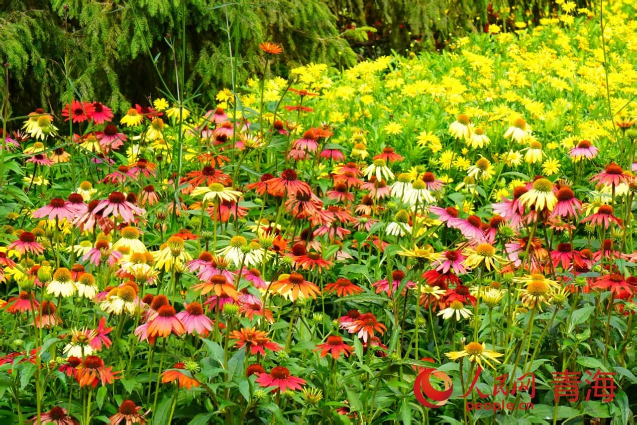 斑斕花海。實習(xí)生 孟啟昇攝