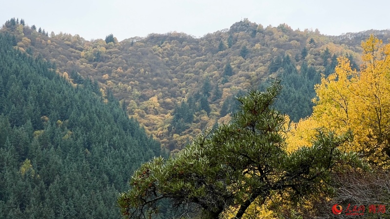 登上山頂，卡陽斑斕的秋色正濃。人民網(wǎng) 顧斐菲攝