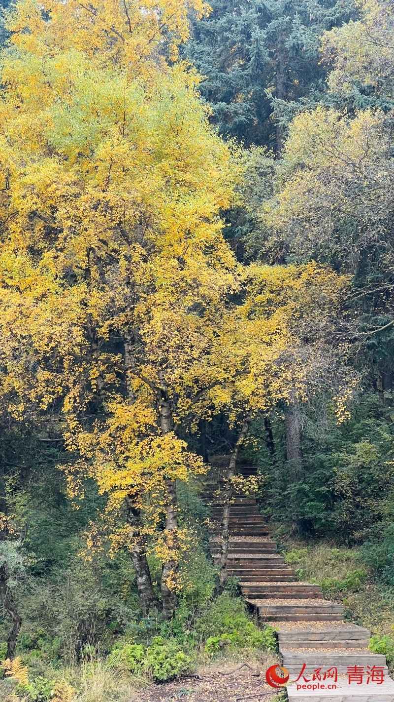山間秋意正濃。人民網(wǎng) 顧斐菲攝