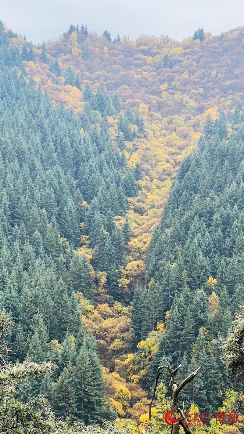 山間秋意正濃。人民網(wǎng) 顧斐菲攝