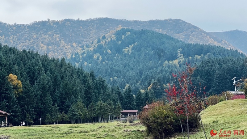 山野間黃綠相間。人民網(wǎng) 顧斐菲攝