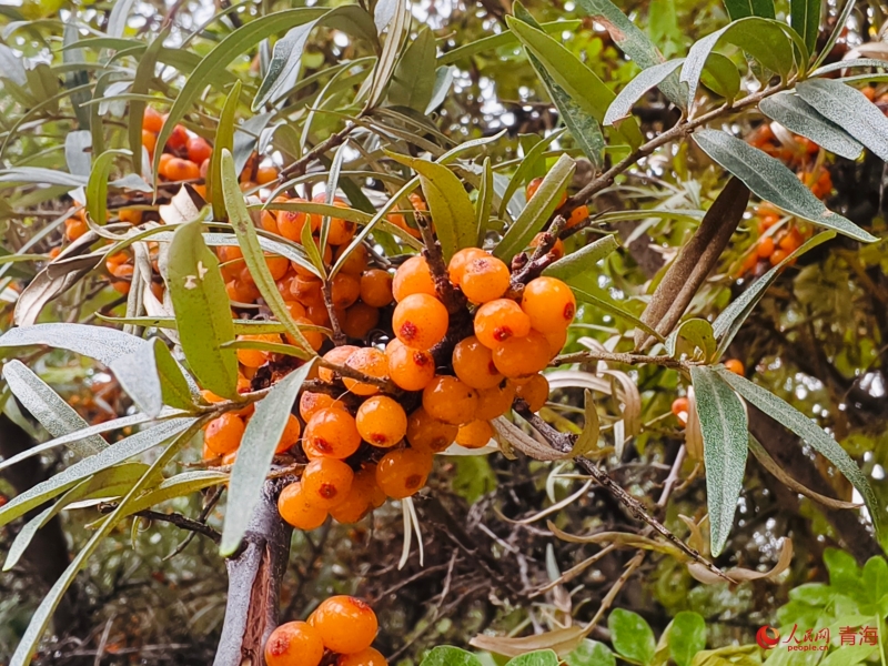 沙棘果掛滿枝頭。人民網(wǎng) 顧斐菲攝