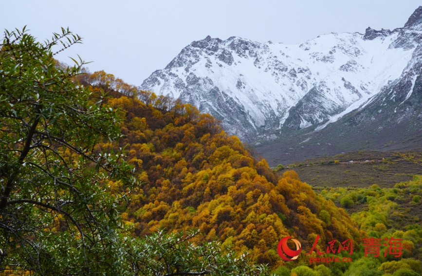 秋色浸染群加。人民網(wǎng)記者 甘海瓊攝