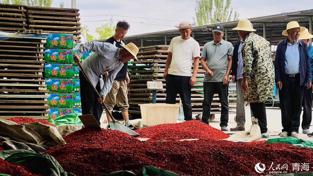 格爾木某枸杞交易市場(chǎng)內(nèi)。人民網(wǎng) 顧斐菲攝